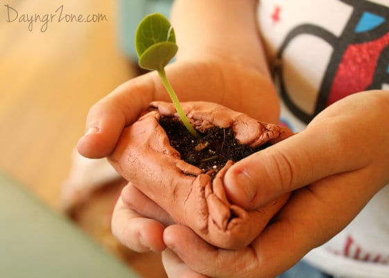 Watermelon Seedling