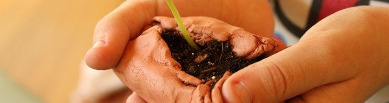 Watermelon Seedling