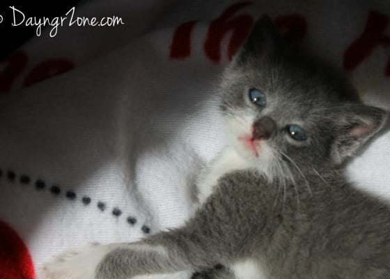 MittensTheKitten