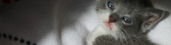 MittensTheKitten