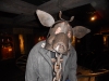 The Pig