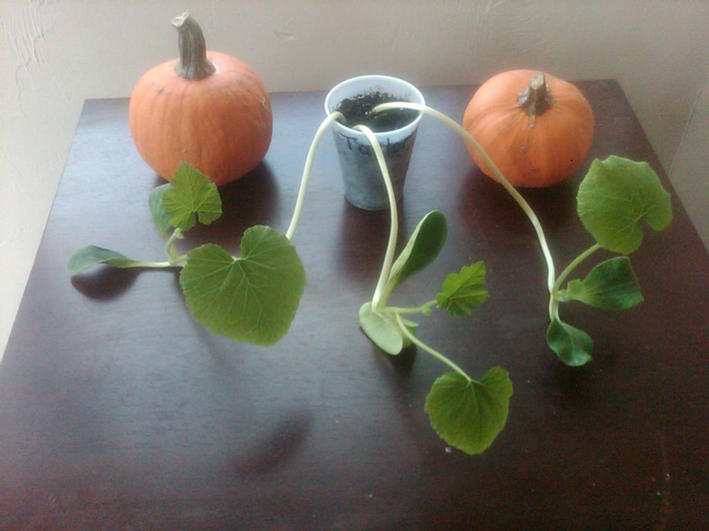 two little pumpkins, growing pumpkins from seeds