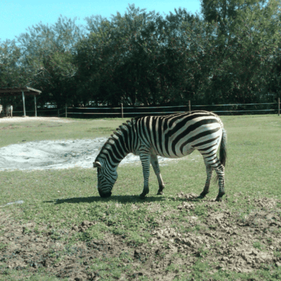 Lion Country Safari and Chevy Roar Adventure