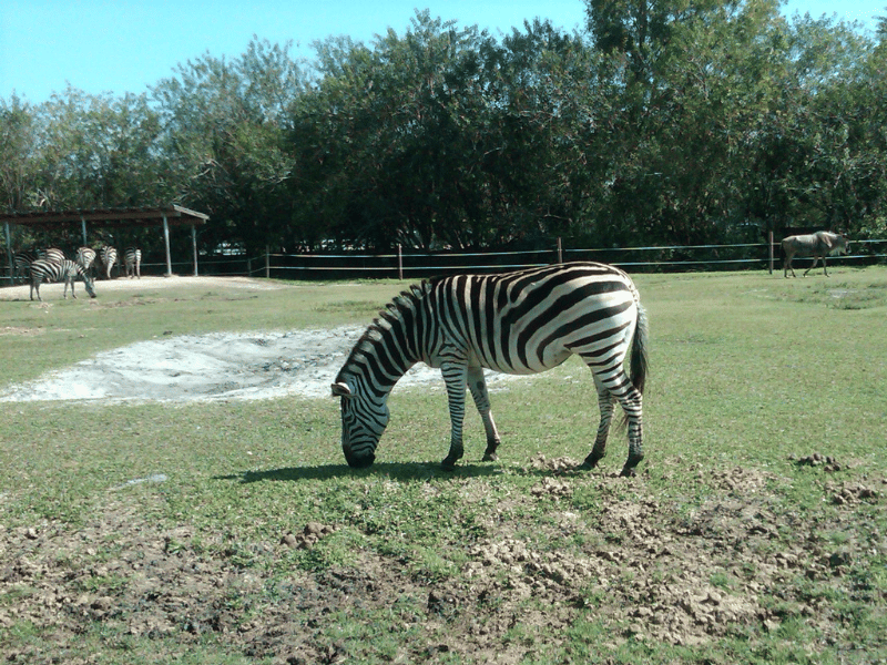 See a Zebra up close in Florida