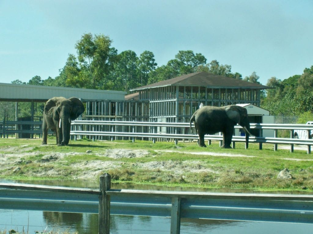 Lion Country Safari Elephants, Elephants-at-lion-country-safari