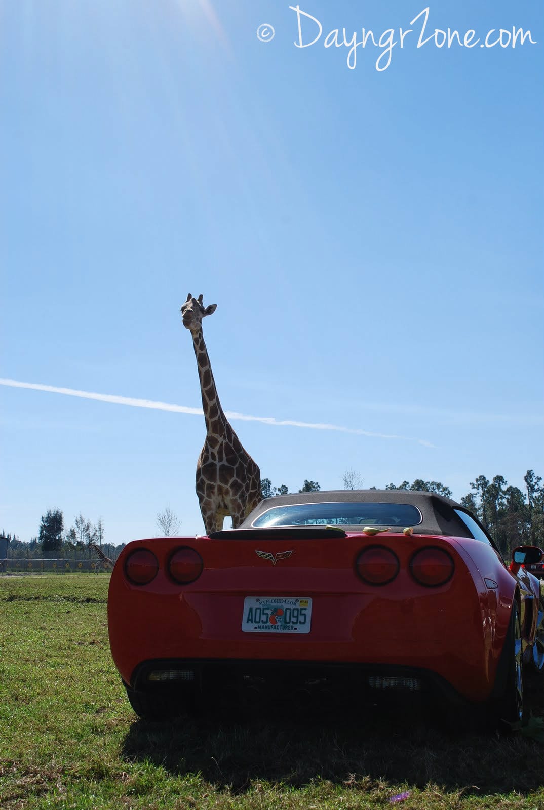 Giraffes and Corvettes