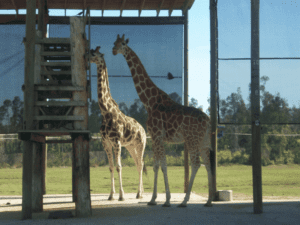 Giraffes