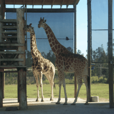 Is That a Giraffe in Your Rear View Mirror