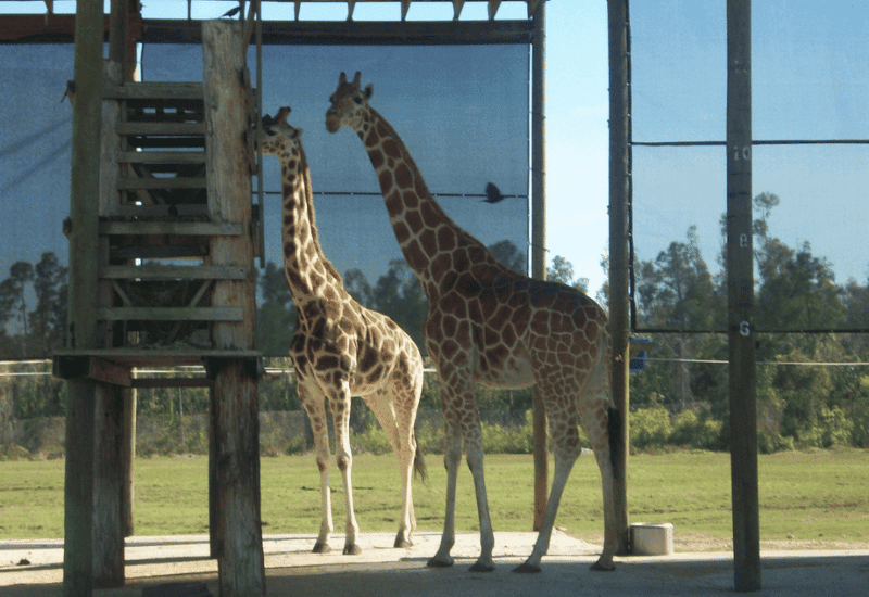 Giraffes