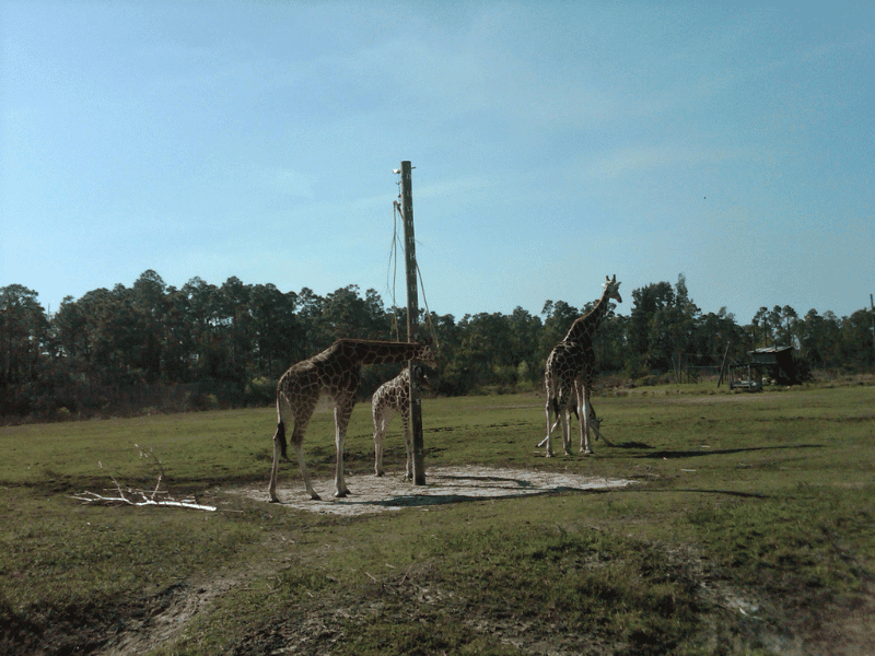 Giraffes at Lion Country Safari