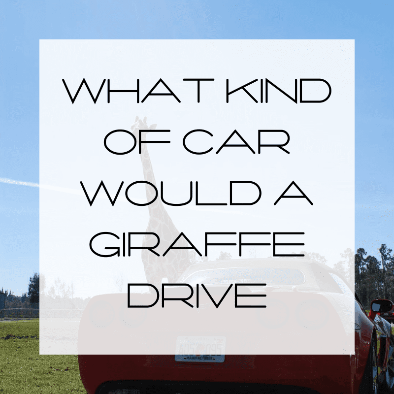 What Kind of Car Would a Giraffe Drive?