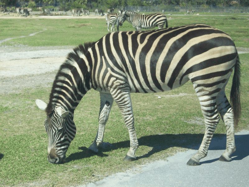 an unbothered zebra at Lion Country Safari