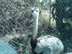 free range zoo