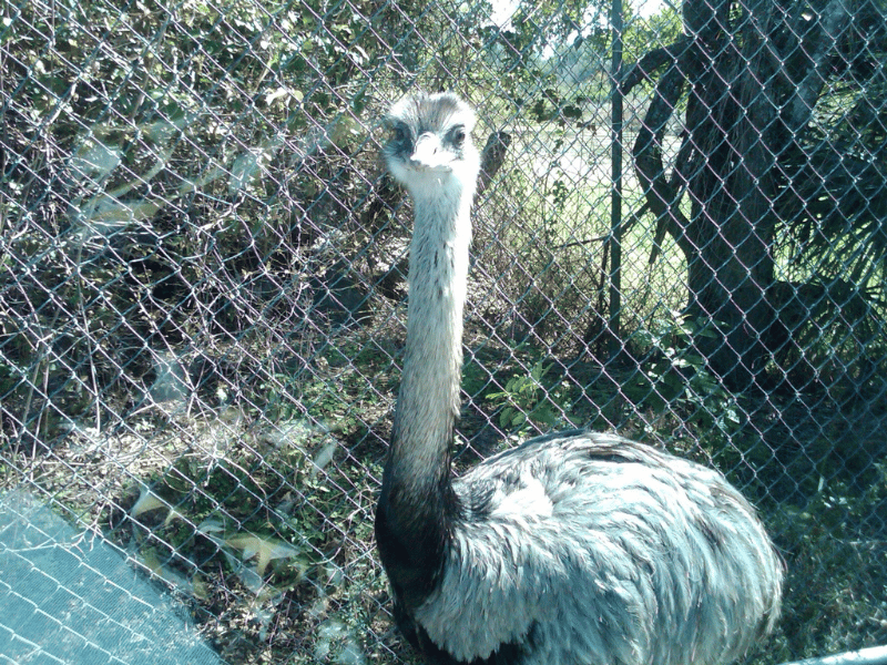 free range zoo, Lion Country Safari