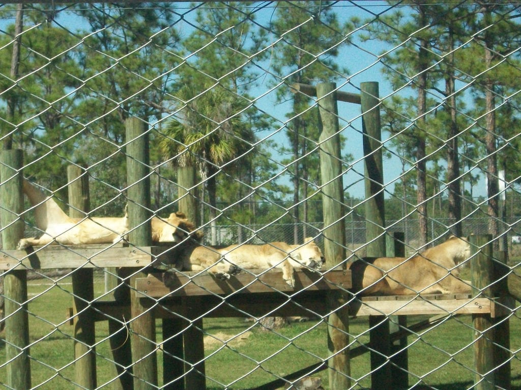 lions-at-chevy-roar-event-lion-country-safari