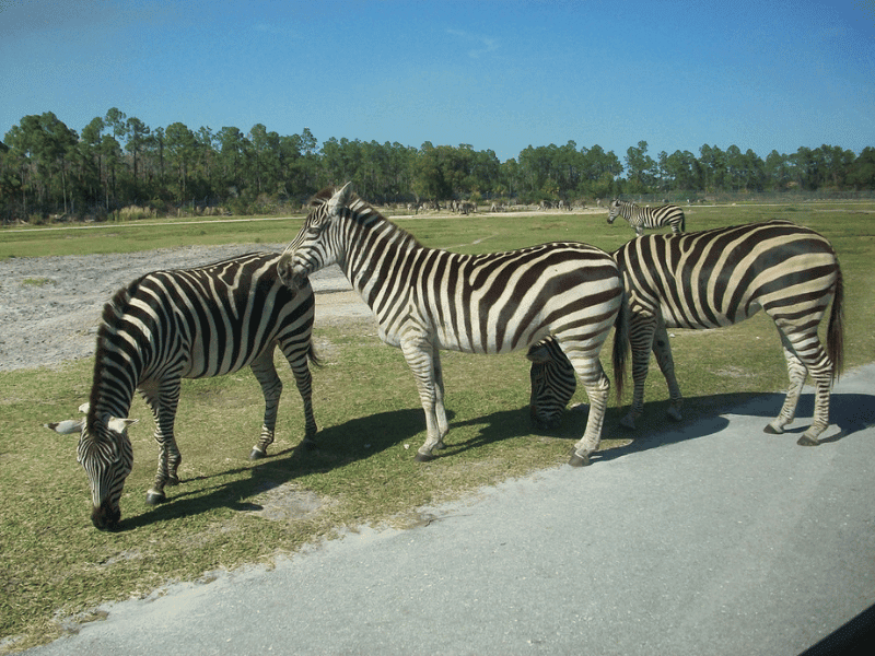 a trio of Zebras in Florida, Chevy Roar event