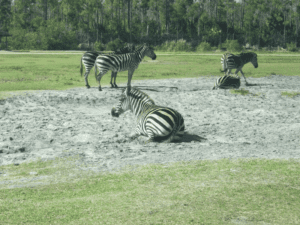 Zebra in the sun