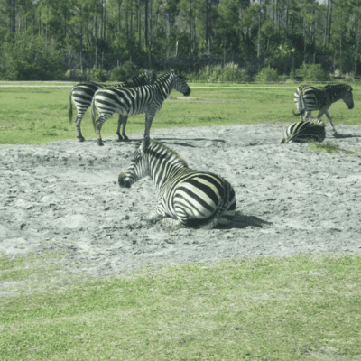 Zebras Galore