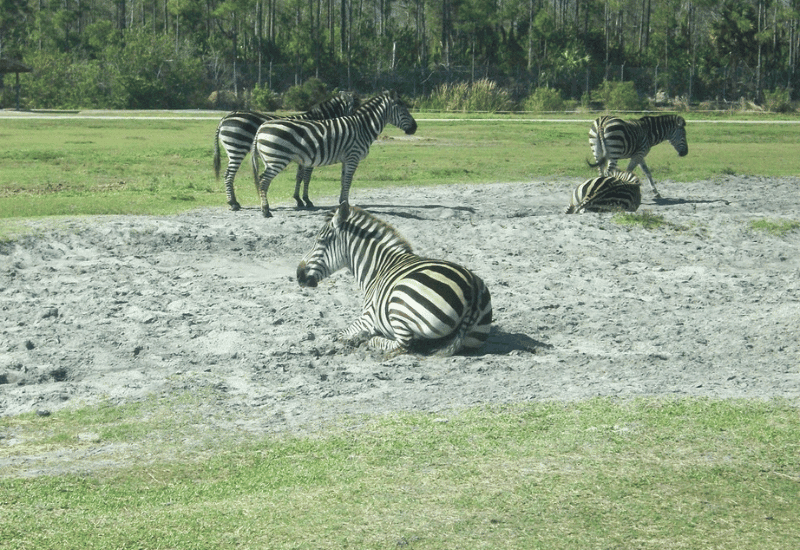 Zebra in the sun