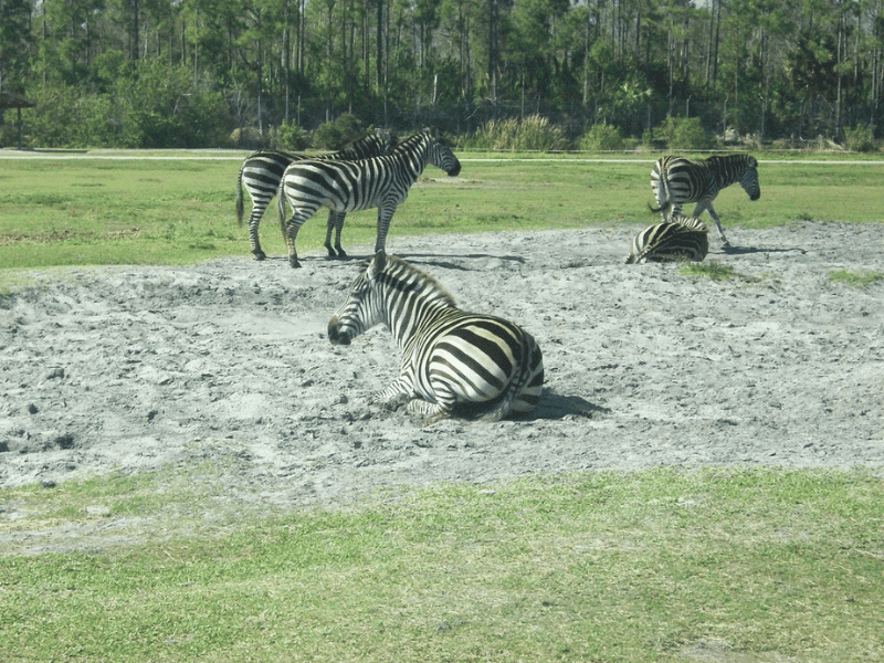 Zebra in the sun