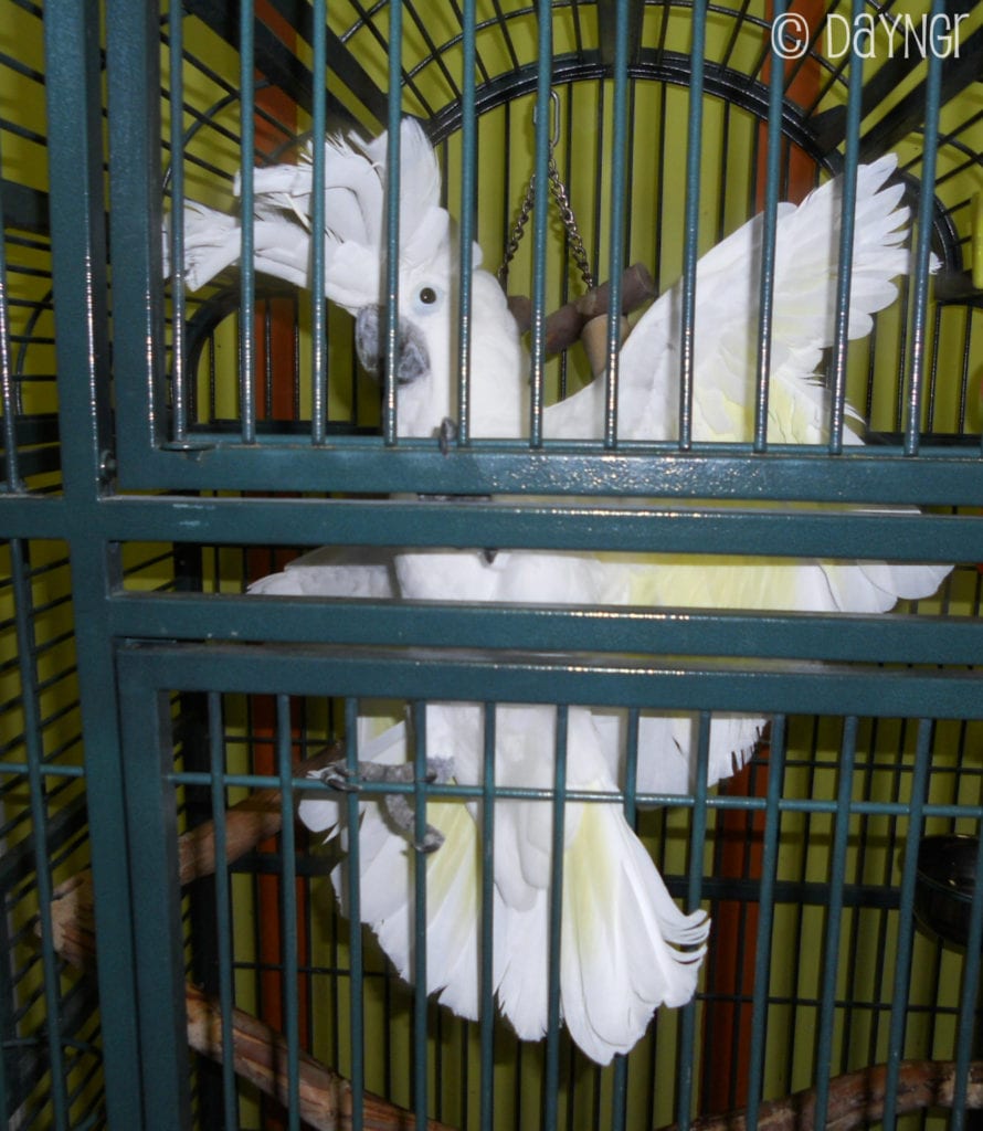 cockatoo at Cauley Square in its cage