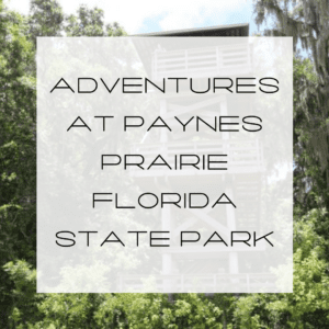 paynes prairie, paynes prairie tower, micanopy