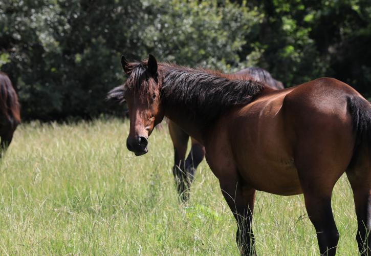 paynes-prairie-horses, florida cracker horses