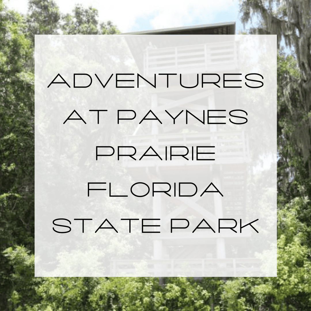 Adventures at Paynes Prairie Florida State Park