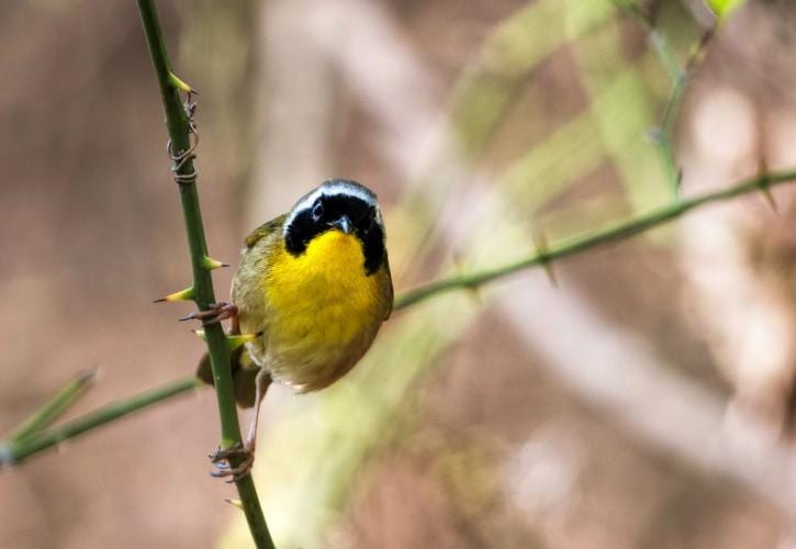 yellow-throated-stabone