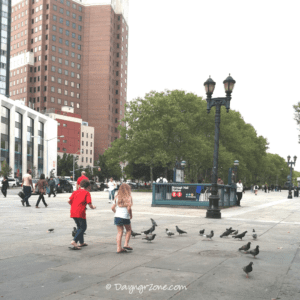 Feeding-Pigeons-Columbus-Park-Brooklyn-NY, pigeons in ny