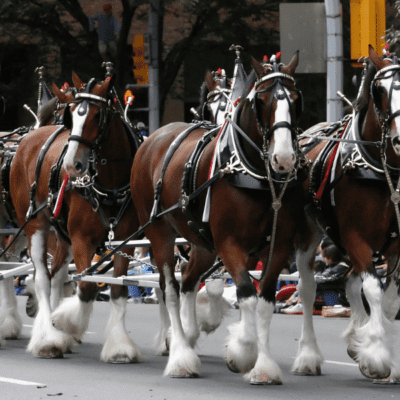 A Visit with the Budweiser Clydesdale Team