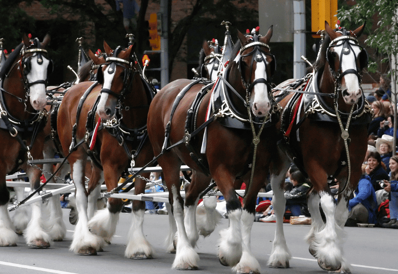 The Budweiser Clydesdales