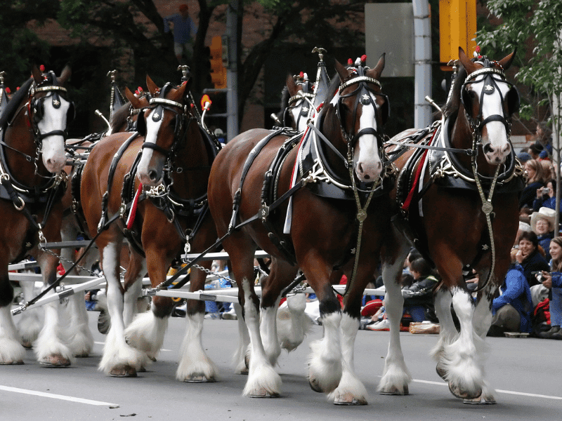 The Budweiser Clydesdales