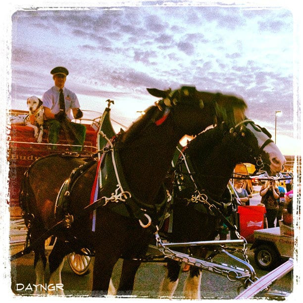 Budweiser Clydesdales