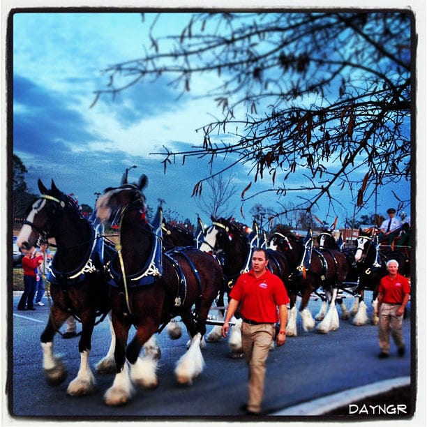 The Budweiser Clydesdales