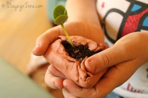 seedling, growing watermelons