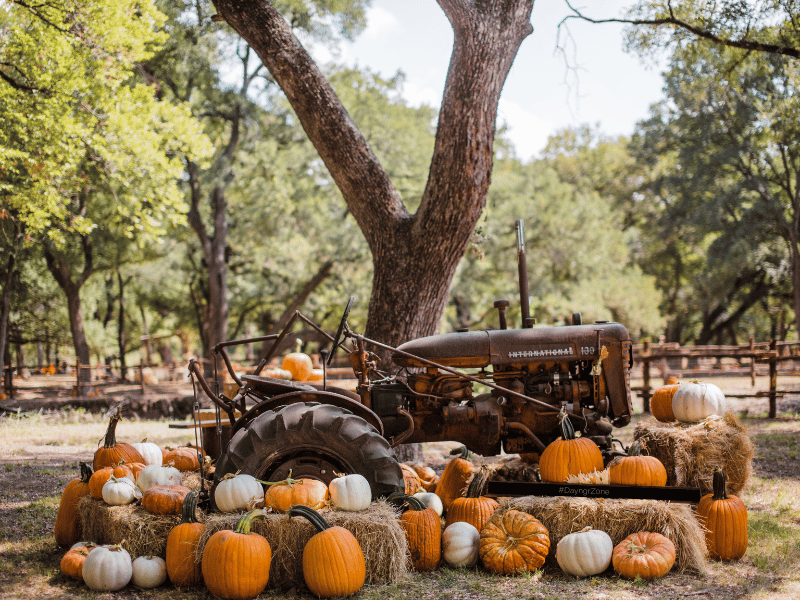 fall pumpkin display