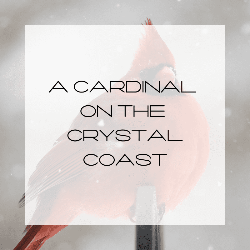 A Cardinal on the Crystal Coast