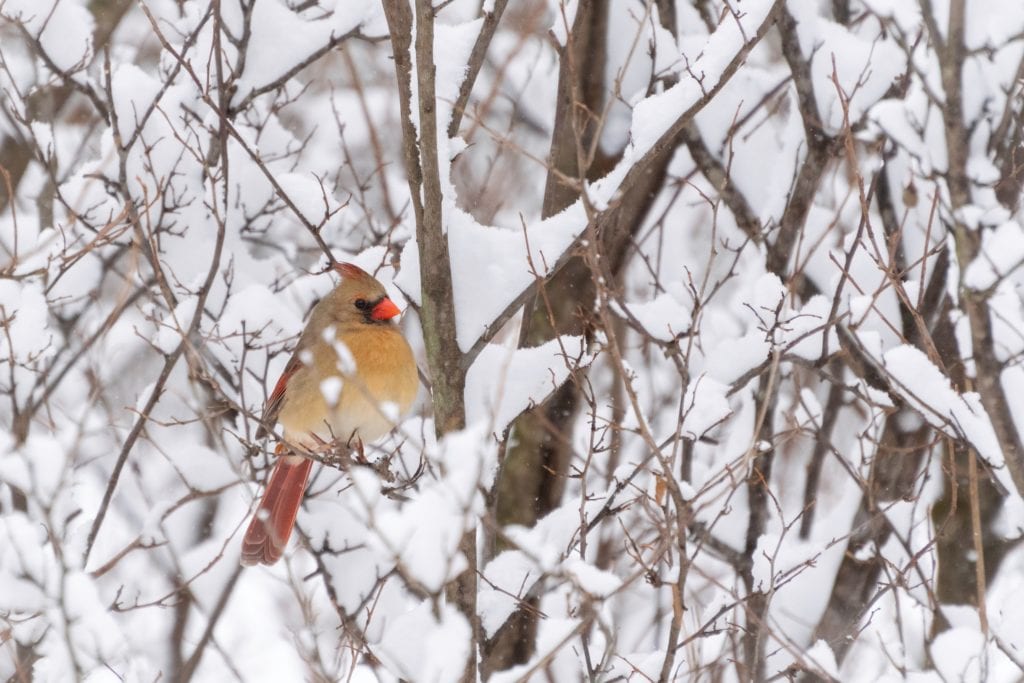 Bird in snow, Female Cardinal, cardinal in a snowy tree