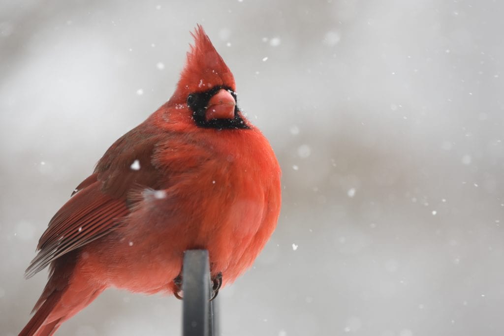 cardinal, winter cardinal, cardinal in snow