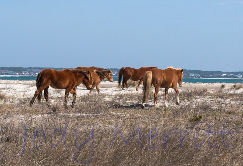 Jody-Merrit-Wild-Horses, Shackleford-banks-nc, Wild-Pony-Expedition