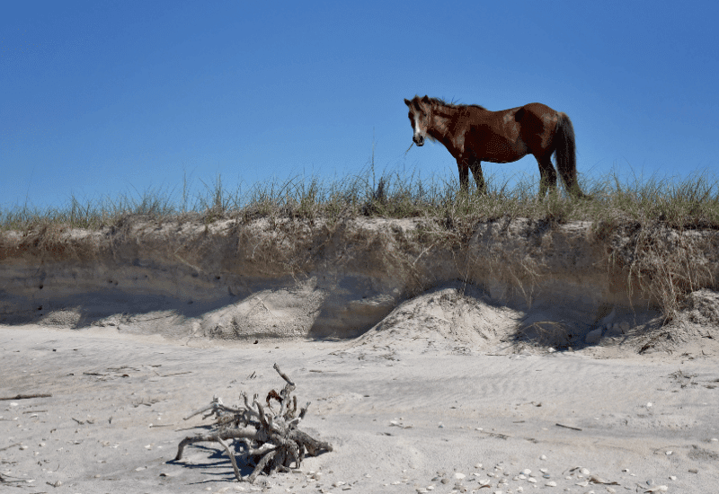 Shackleford Banks Ponies Cruise