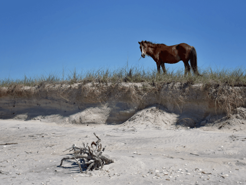 Shackleford Banks Ponies Cruise