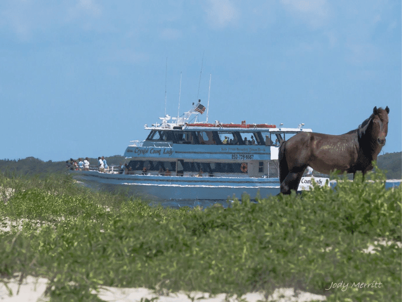 Yacht and wild horse