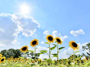 beautiful sunflowers in a field with a bright blue sky