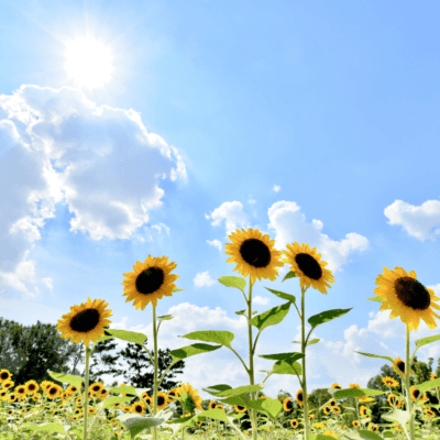 beautiful sunflowers in a field with a bright blue sky