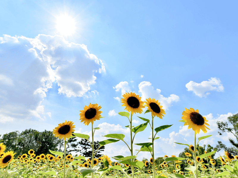 beautiful sunflowers in a field with a bright blue sky, motivational monday banner image