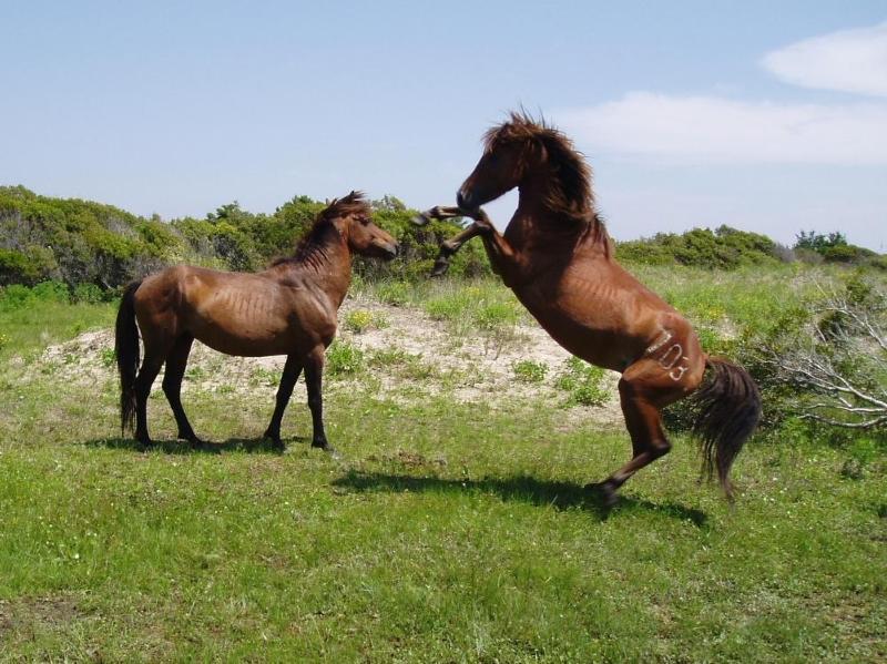 Shackleford-Banks, NCPS, Wild-Ponies, Crystal-Coast-Lady, Island-Express-Ferry Service, Wild Pony and Dolphin Scenic Tour