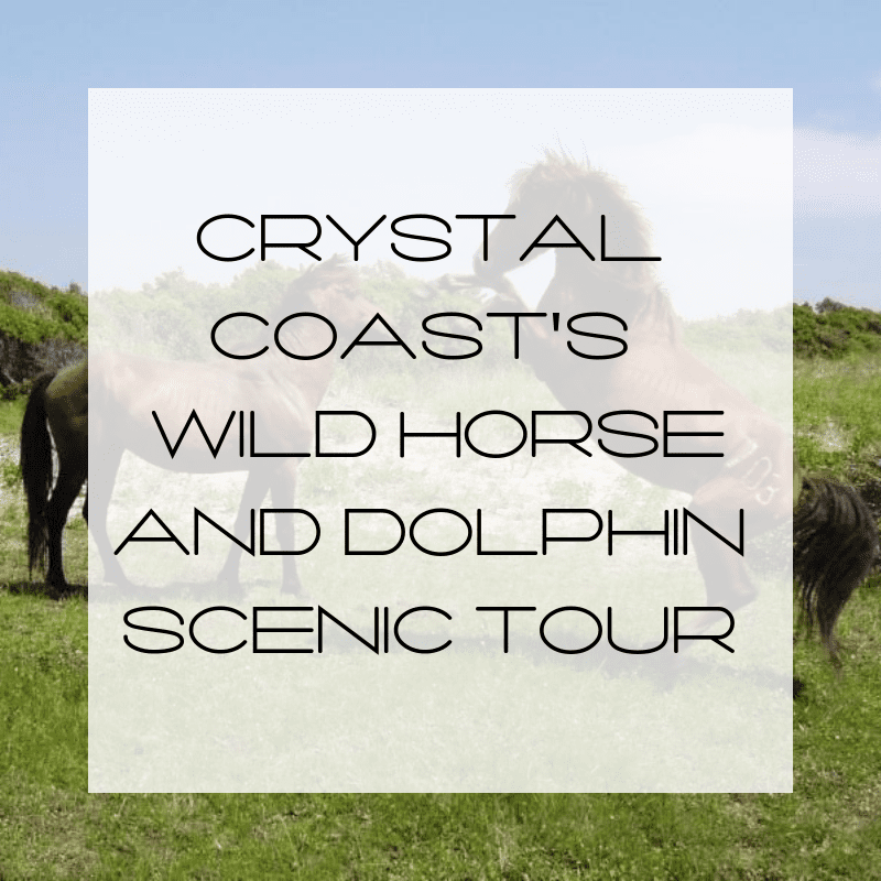 Experience a Wild Horse and Dolphin Scenic Tour