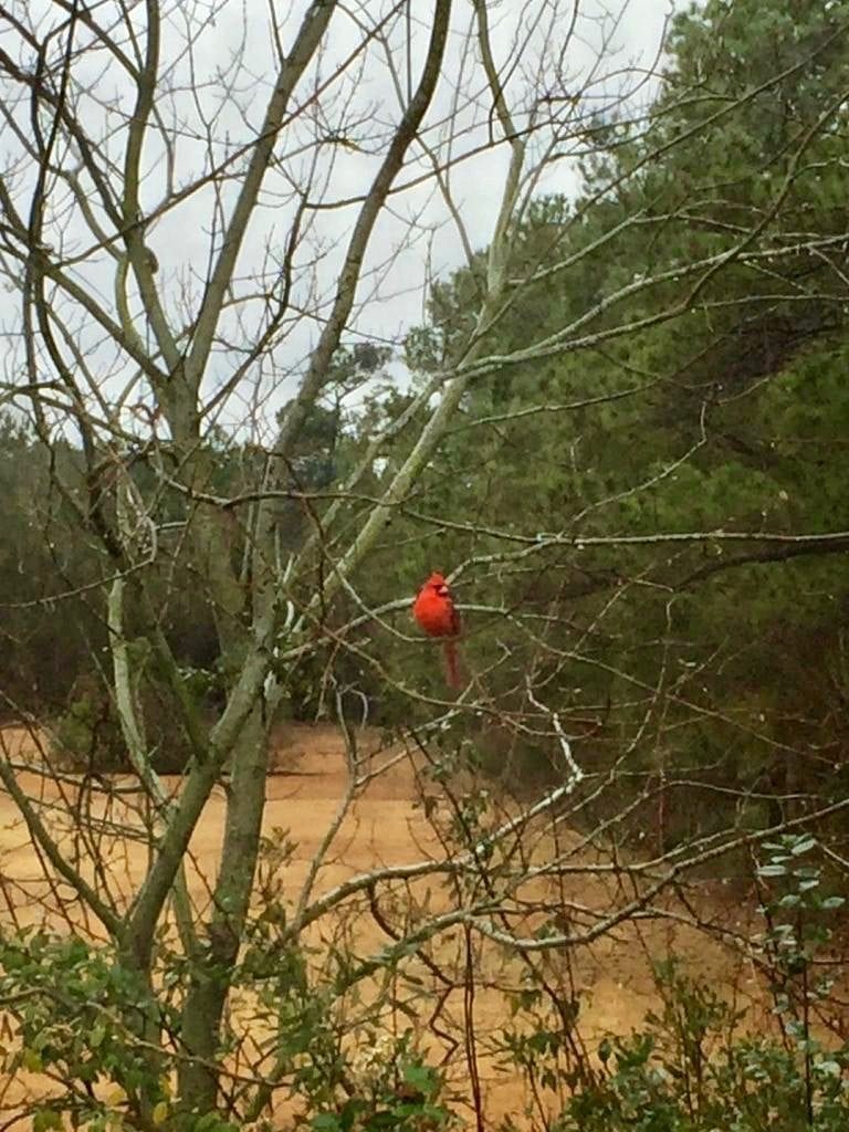 Swansboro Cardinal, Cardinal, Crystal Coast Birds